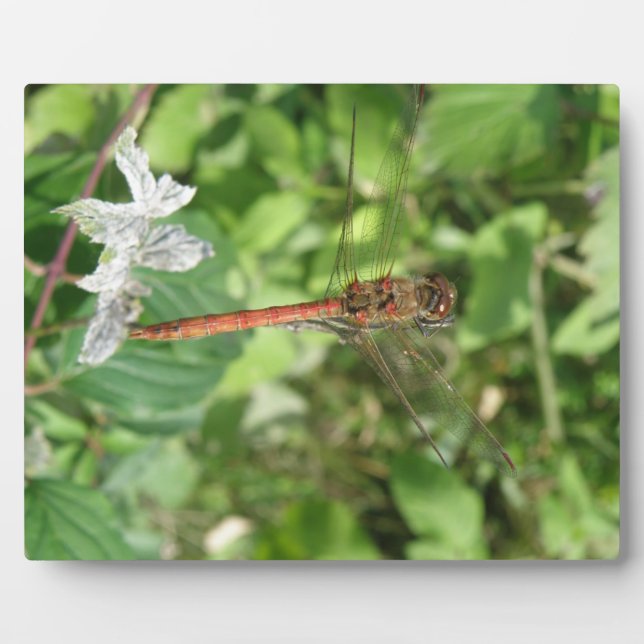 Photo Plaque de libellules de Darter commun (Devant)