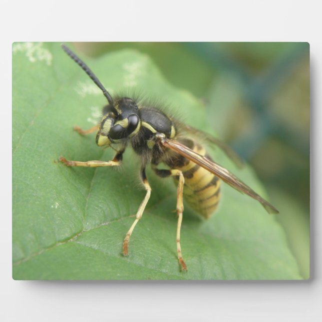Photo Plaque de macro Hoverfly (Devant)