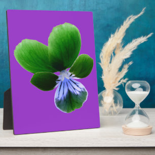 Photo Plaque de Pansy Vert