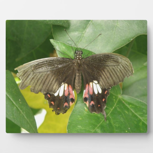 Photo Plaque de papillon à queue épaisse (Devant)