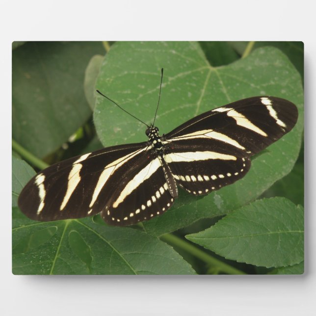 Photo Plaque de papillon Zebra Longwing (Devant)