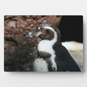 Photo Plaque de pingouin