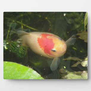 Photo Plaque de poisson d'or