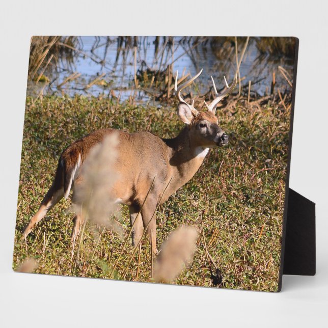 Photo Plaque de table blanche Buck avec de l'Easel (Côté)