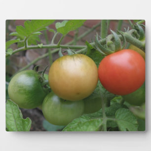Photo Plaque de tomates de feu de circulation