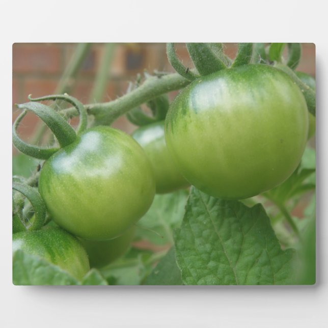 Photo Plaque de tomates vertes (Devant)