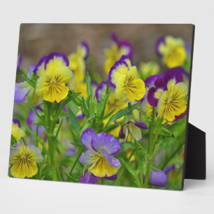 Photo Plaque de viola gaie