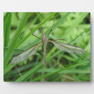 Photo Plaque de vol de grue