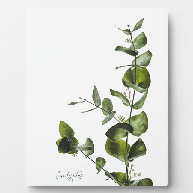 Photo Plaque d'Eucalyptus (Devant)