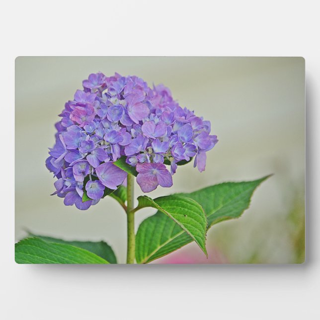 Photo Plaque d'Hydrangea (Devant)