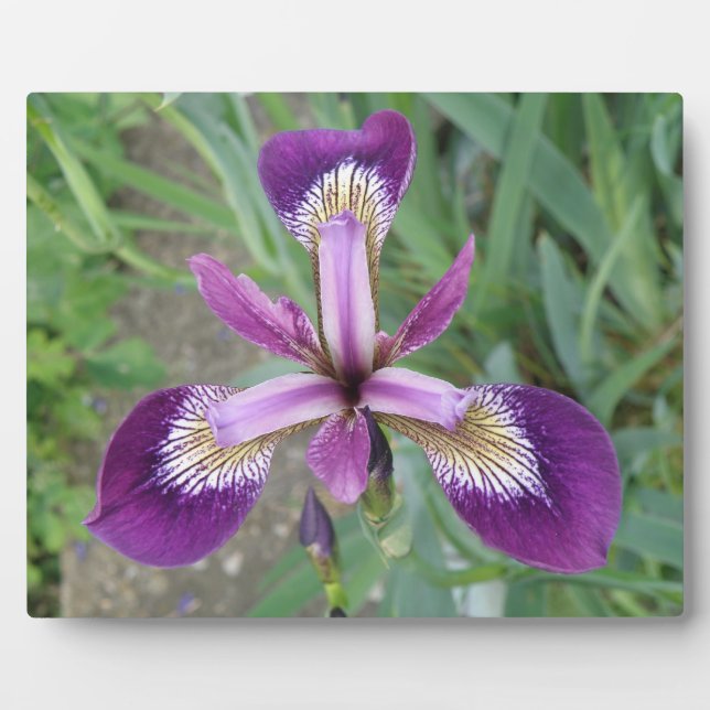 Photo Plaque d'iris violet (Devant)