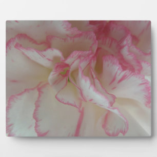 Photo Plaque d'oeillet blanche et rose