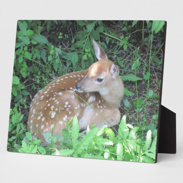 Photo Plaque Faune (Côté)