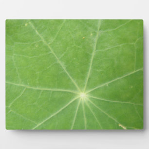 Photo Plaque feuille de Nasturtium