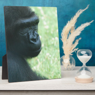 Photo Plaque Gorilla Gaze
