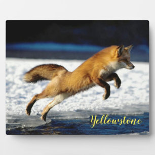 Photo Plaque Photo-Renard Rouge-Yellowstone