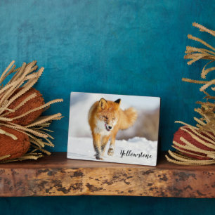 Photo Plaque photo-Yellowstone Red Fox Plaque