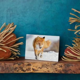 Photo Plaque photo-Yellowstone Red Fox Plaque