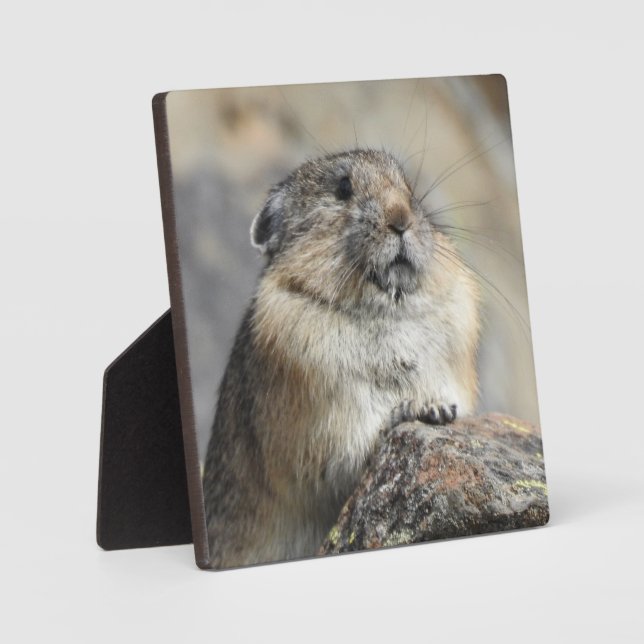 Photo Plaque Pika Desktop (Recto)