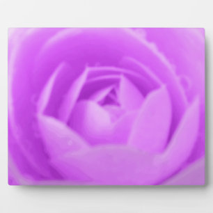 Photo Plaque violette de Camellia