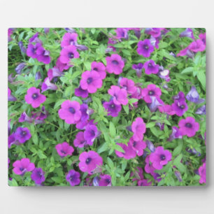 Photo Plaque violette de Petunias