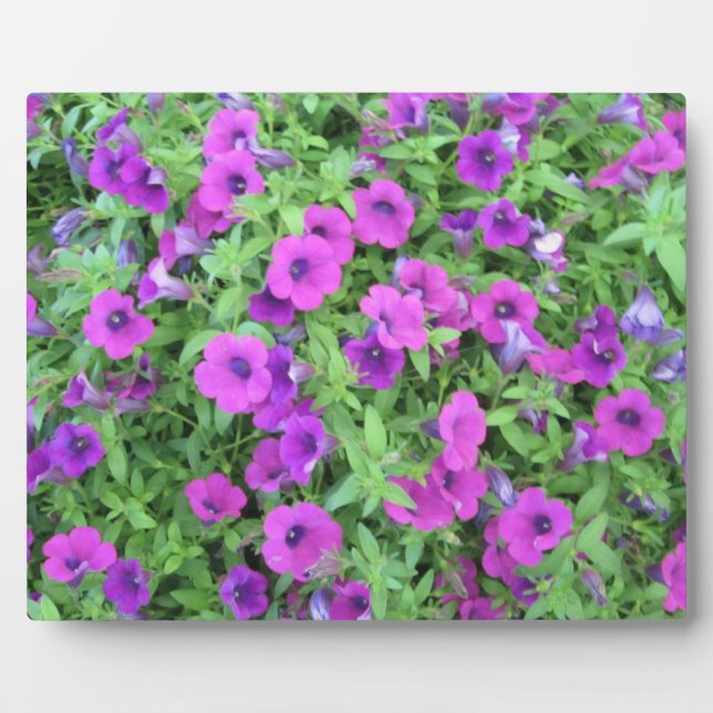 Photo Plaque violette de Petunias (Devant)