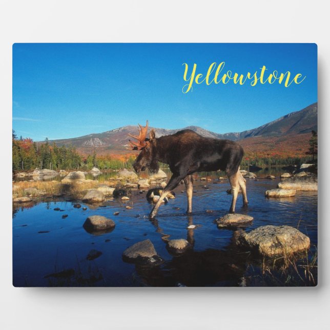 Photo Plaque-Yellowstone Moose Fotoplatte (Vorderseite)
