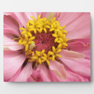 Photo Plutôt rose Zinnia Plaque