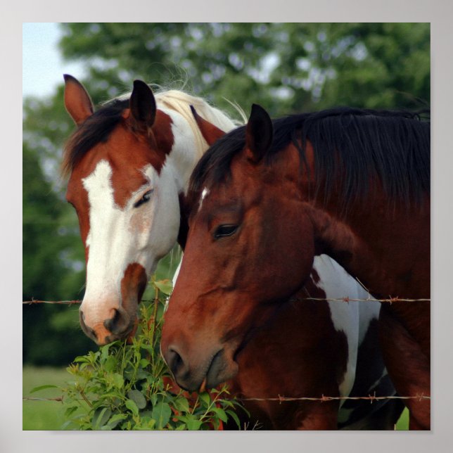 Photo Posters de chevaux (Devant)