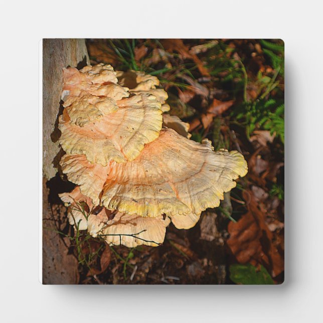 Photo Poulet de la Plaque des Bois (Devant)