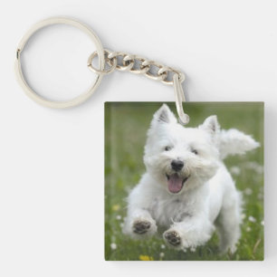 Photo pour animaux de compagnie Porte - clé Cadeau