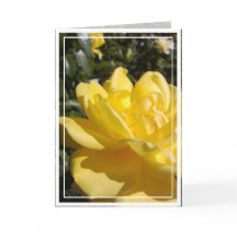Photo rose jaune sur carte blanche