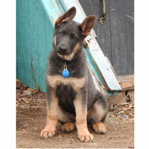 Photo Sculpture Adorable Rare Blue German Shepherd Puppy