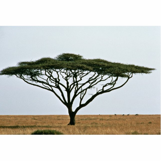 Photo Sculpture Arbre d'acacia d'épine de parapluie (Devant)