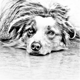 Photo Sculpture Art australien de chien de berger