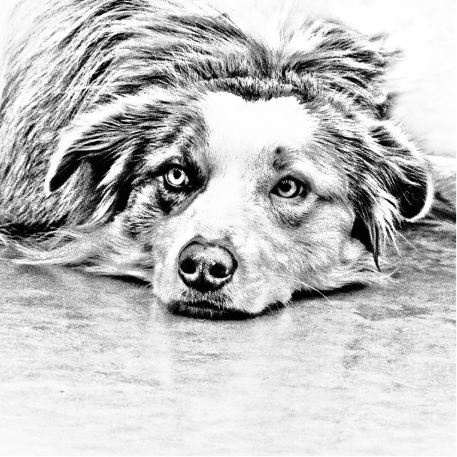 Photo Sculpture Art australien de chien de berger (Devant)