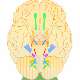 Photo Sculpture base de l'image du cerveau