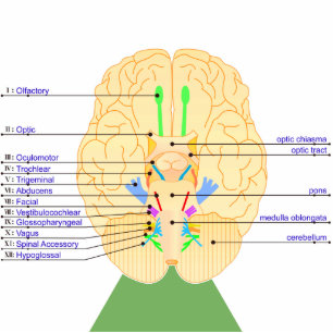 Photo Sculpture base de l'image du cerveau anglais