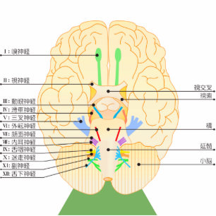 Photo Sculpture base de l'image du cerveau japonais