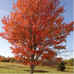 Photo Sculpture Belle érable d'automne en Feuille rouge