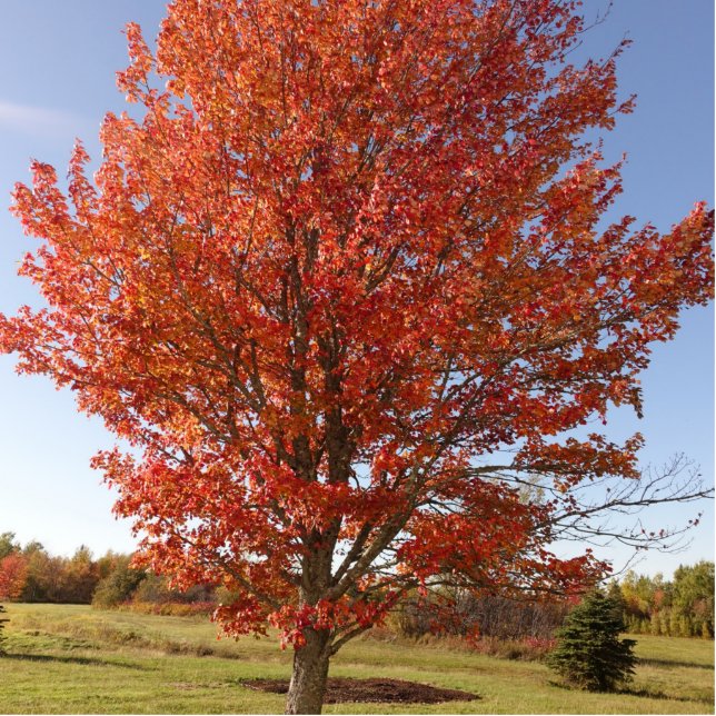 Photo Sculpture Belle érable d'automne en Feuille rouge (Devant)
