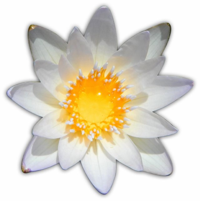Photo Sculpture Belle fleur nénuphar d'eau blanche (Devant)