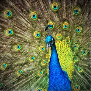 Photo Sculpture Belle photo de Peacock