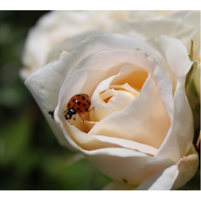 Photo Sculpture belle rose blanche fleur et coccinelle (Devant)