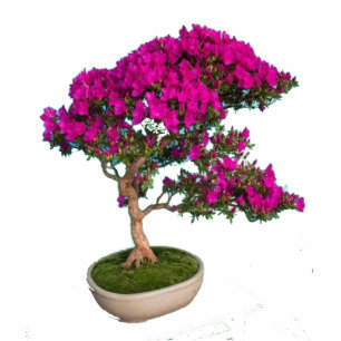 Photo Sculpture Bonsay Fuxia