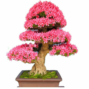 Photo Sculpture Bonsay Rosa