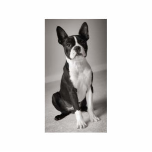 Photo Sculpture Boston Terrier reposant la sculpture