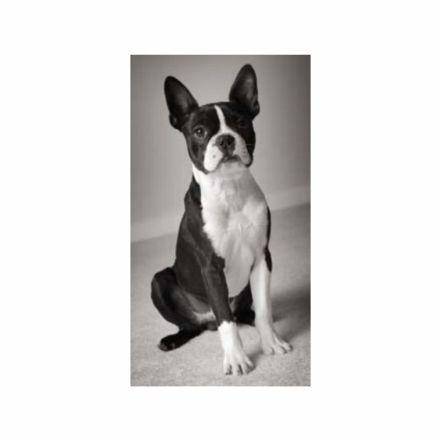 Photo Sculpture Boston Terrier reposant la sculpture (Devant)