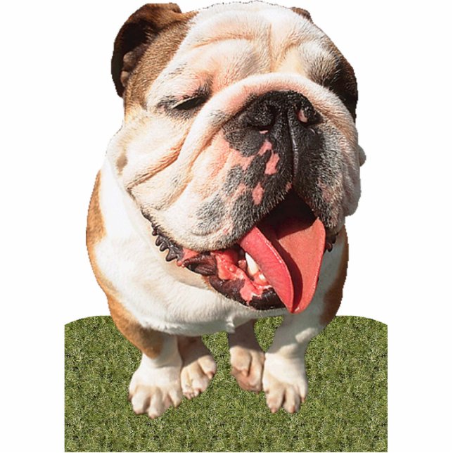 Photo Sculpture Bouledogue (Devant)