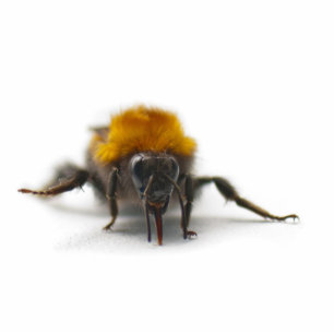 Photo Sculpture Bumblebee